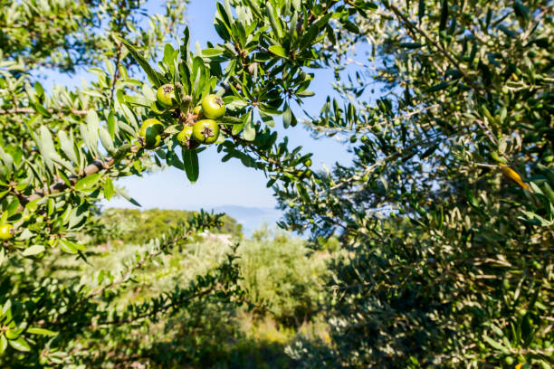 istock Unripe pomegranate in orchard 849878292