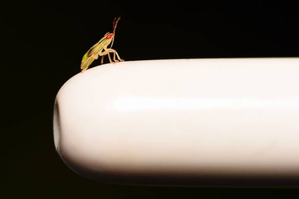 Close up small insect on tube ,black background