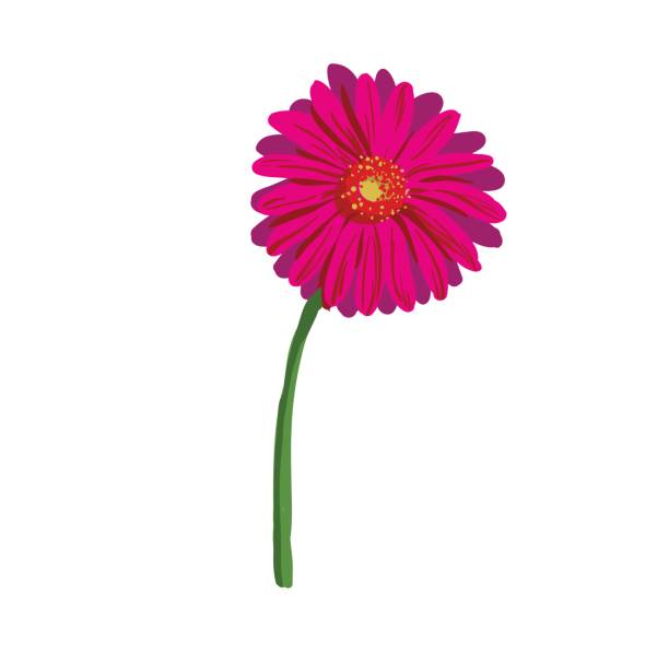 istock Red flower on white background. Natural elegance illustration design with blooming gerbera 849887908