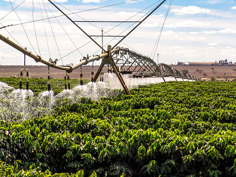 Coffee Irrigation using the center pivot sprinkler system, in Brazil