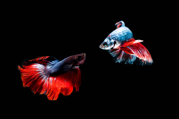 istock Betta fish, siamese fighting fish, betta splendens (Fullmoon betta )on black background 849893070