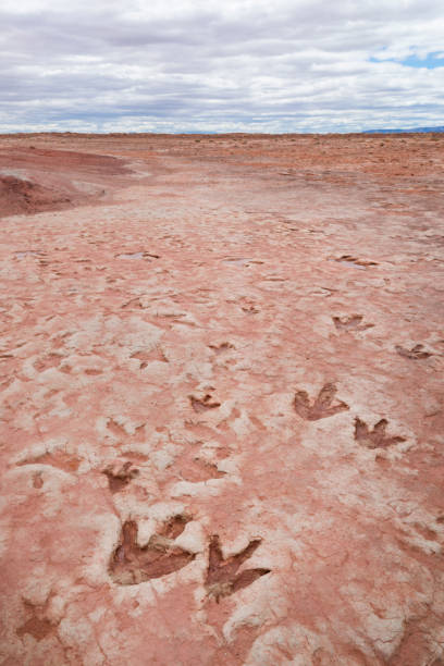 tracce di dinosauro nel deserto rosso - dinosaur footprint track fossil foto e immagini stock