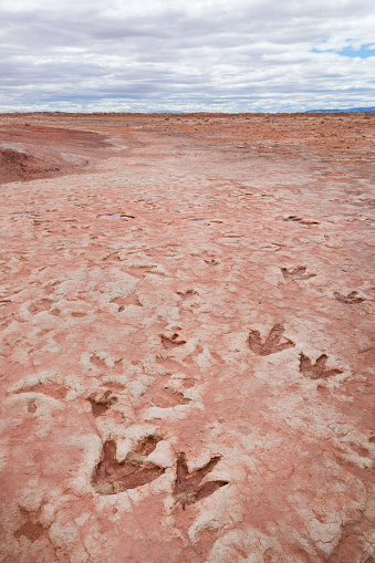 Dinosaur tracks from the Jurassic period found in the rocky surface of the desert plains, Arizona, USA