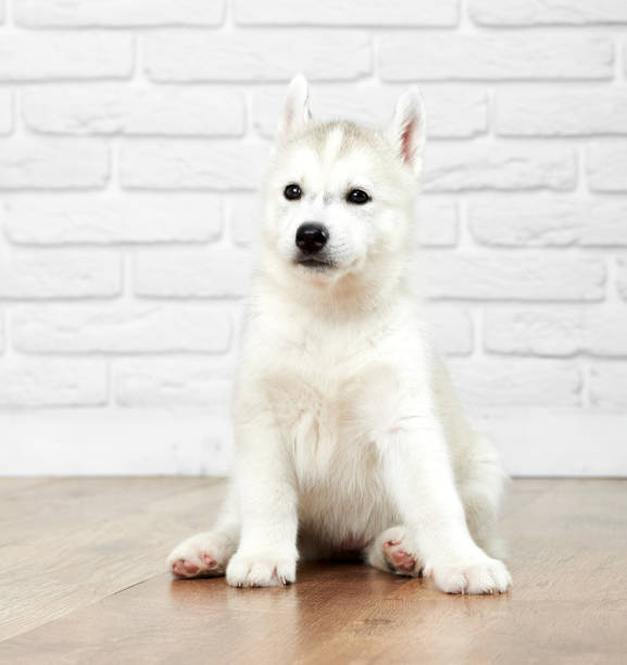 istock Cute siberian husky dog with black eyes. 849896456