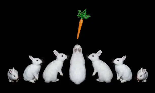 Photo of Rabbits  with a carrot isolated on a black background.
