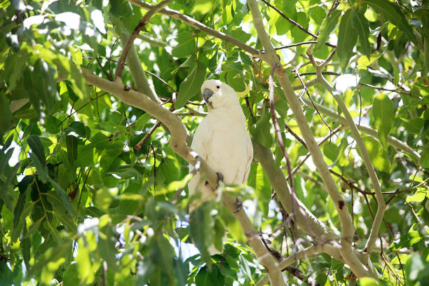 istock Sulphur-crested Cockatoo 849897976