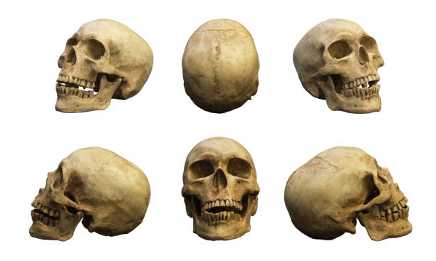 istock Human skull in different side and direction. Isolated on white with clipping path 849900798
