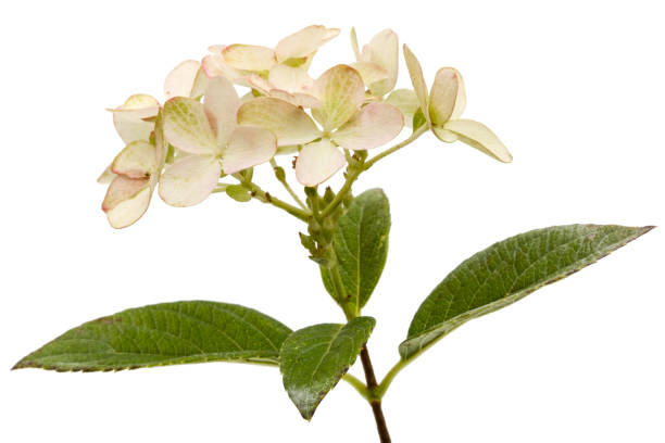 istock Inflorescence of hydrangea, lat. Hydrangea paniculata, isolated on white background 849901014