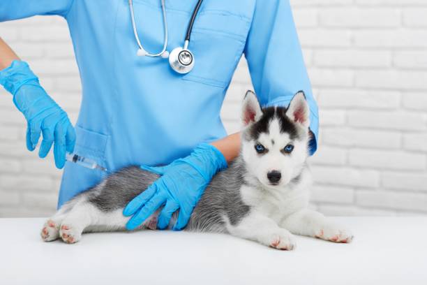 istock Professional veterinarian caring about little husky dog. 849901120