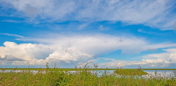 istock Geese flying over nature in sunlight in summer 849902354