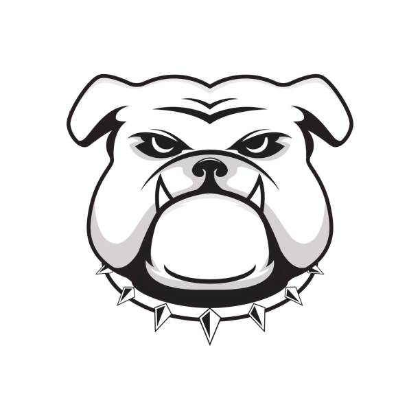 Logo bulldog head Vector illustration head ferocious bulldog mascot, on a white background mean dog stock illustrations