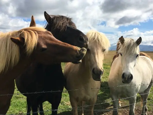 A group of Icelandic horses converse with each other/a mother protects her foal.