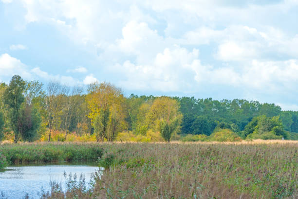 istock Lake shoreline below a blue cloudy sky in summer 849906880