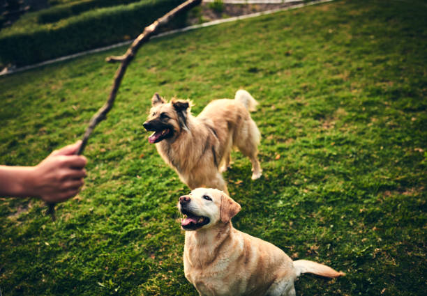 Shot of a young boy playing with his dogs in the backyard