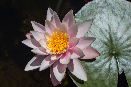 Beautiful pink water lily or lotus flower in pond / Lotus flower / Lotus flower with yellow blossom