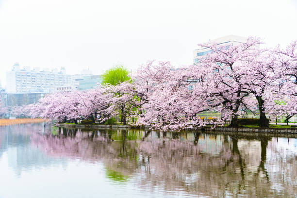 Sakura Tree In Ueno Park At Tokyo Of Japan Stock Photo - Download