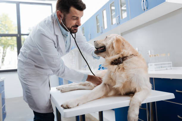 istock Charming Labrador looking at his doctor 849919658