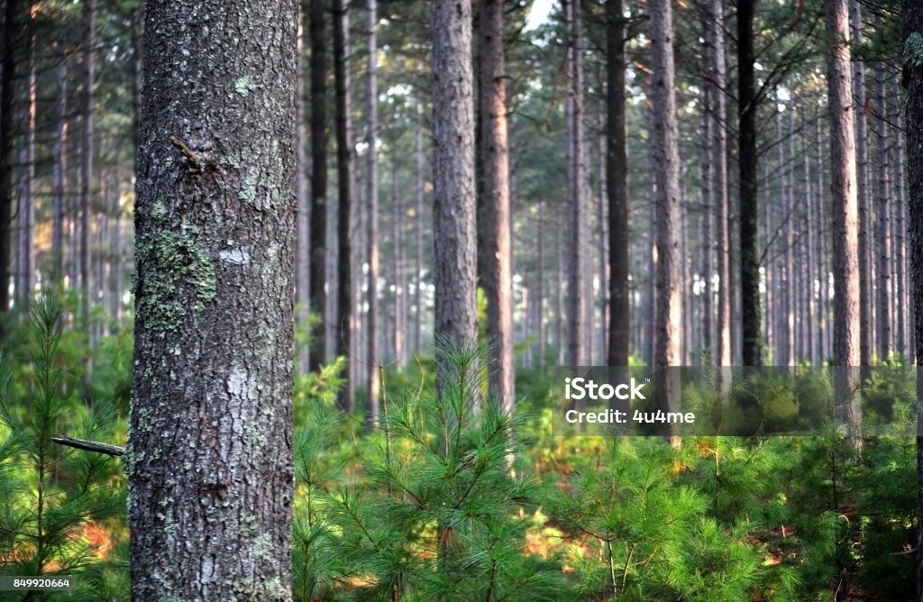 Pine tree forest early in the morning. Tree trunks and young, green saplings in the morning light. Tree Stock Photo