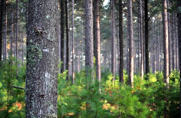 Pine tree forest early in the morning. Tree trunks and young, green saplings in the morning light. reforestation stock pictures, royalty-free photos & images