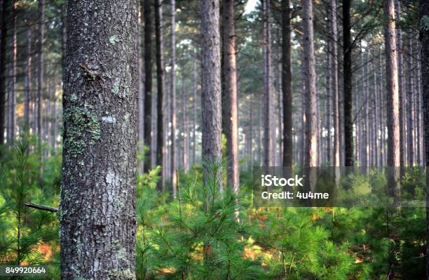 Pine Tree Forest Early In The Morning Stock Photo - Download Image Now - Tree, Pine Tree, Close-up