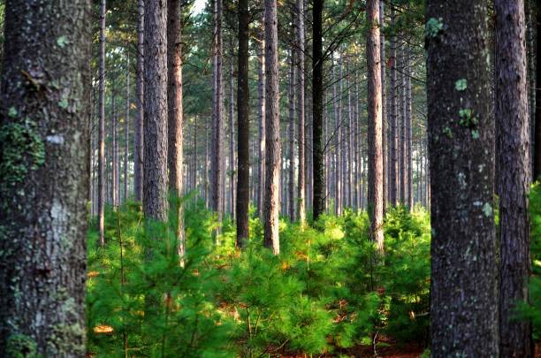 istock Pine tree forest early in the morning. 849920706