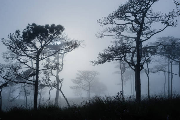 istock thai's pine wood with foggy scene 849920978