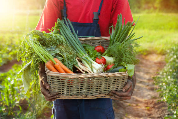 istock Farmer holding a basket with fresh vegetables 849921460