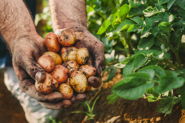 bauer mit kartoffel in seinen händen - root vegetable picking monoculture nutrient stock-fotos und bilder