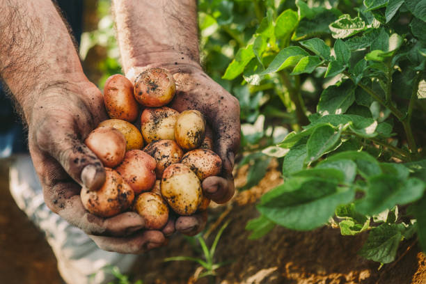 istock Farmer with potato in his hands 849926192
