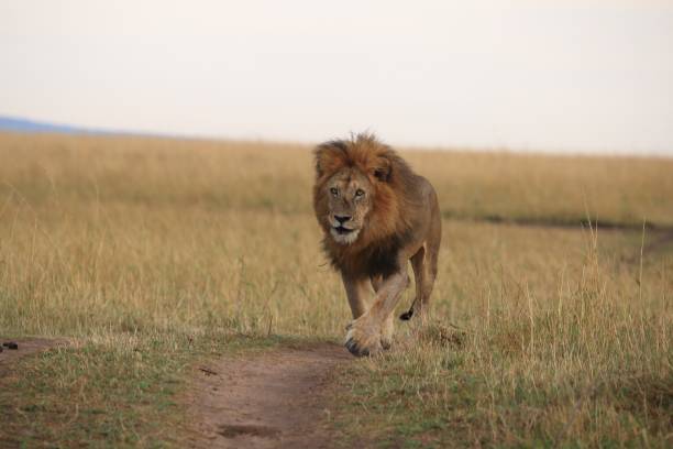 istock a male lion running head on 849935514