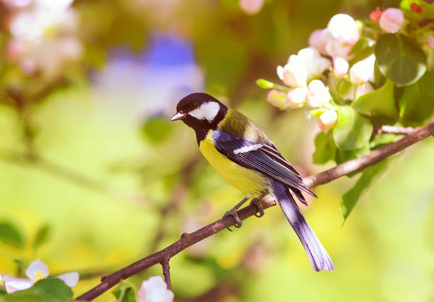 istock titmouse sitting on a branch of a blossoming Apple tree in spring garden 849940276