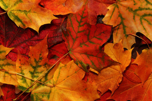istock Autumn maple orange, red, yellow leaves 849940334