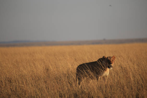istock lioness in grass in masai mara 849940652
