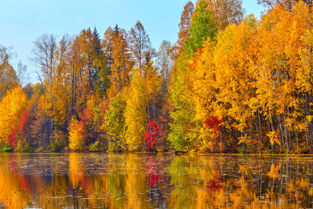 istock Autumn, yellow trees, water 849940654