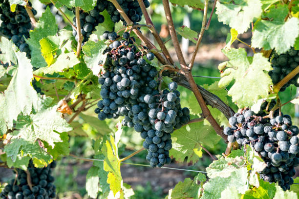 istock Dark grapes ripen on the perennial 849945698