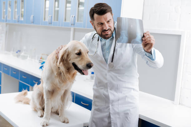 istock Positive bearded veterinarian demonstrating roentgenograph 849946180