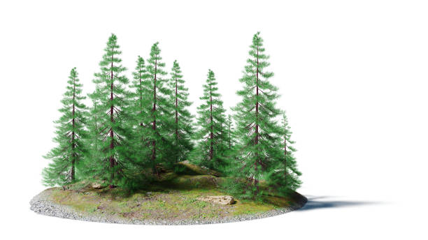 serene landscape with pine trees on a small rocky island isolated on white background