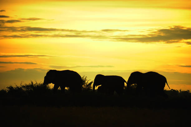 istock Asian Elephant silhouette Walk the Line  in thailand 849947836