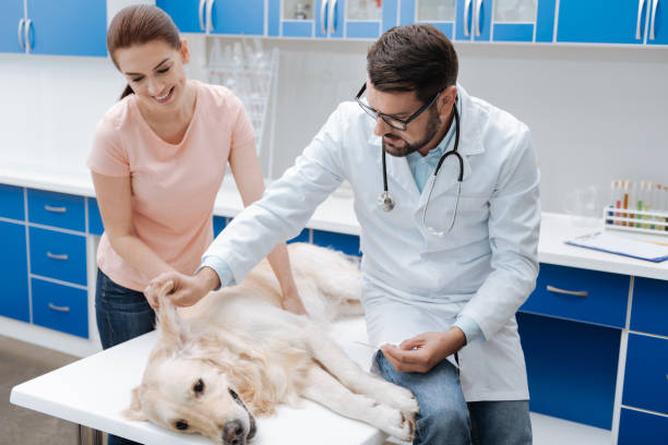 istock Serious doctor for animals checking dogs ear 849947932