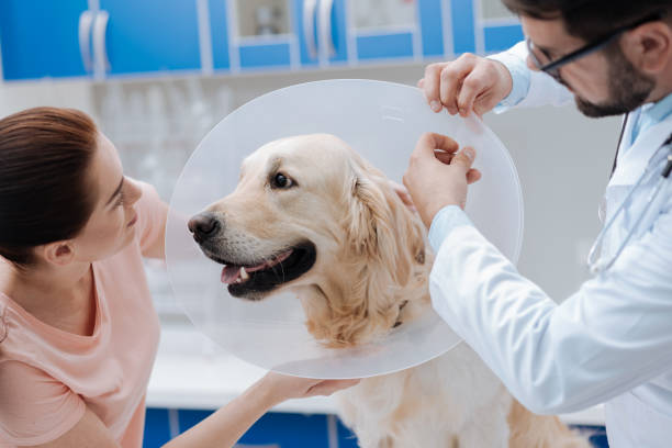 istock Funny dog looking at his pretty owner 849948622