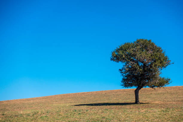 istock Lonely tree in the nature, Ouranoupoli, Greece 849951506