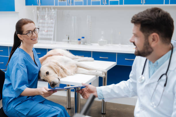 istock Positive veterinary giving folder with results to her assistant 849951776