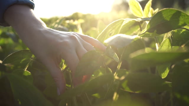 Green leaves of soy bean in hand. Slow motion