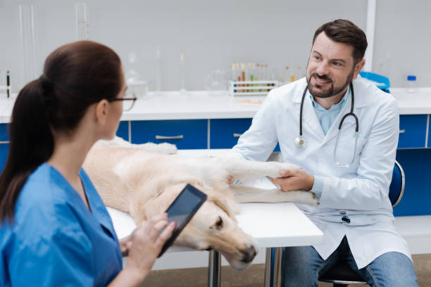 istock Delighted doctor for pets examining Labrador 849951854