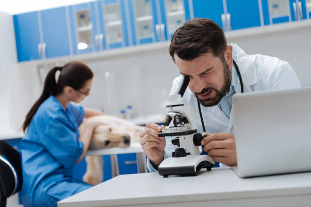 Silhouette of competent vet that examining dog Take analysis. Serious scientist using microscope while doing experiment vet treating horse stock pictures, royalty-free photos & images