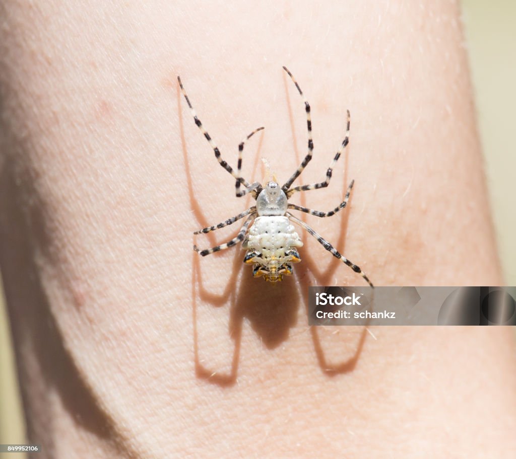 spider on human skin Horizontal Stock Photo