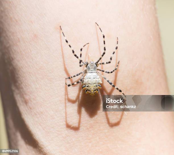 Spider On Human Skin Stock Photo - Download Image Now - Horizontal, Humane Society, Kazakhstan