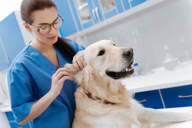 istock Attentive brunette massaging dogs ear 849952194