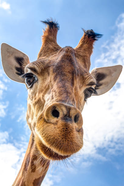 istock Close-up of a giraffe head 849952390