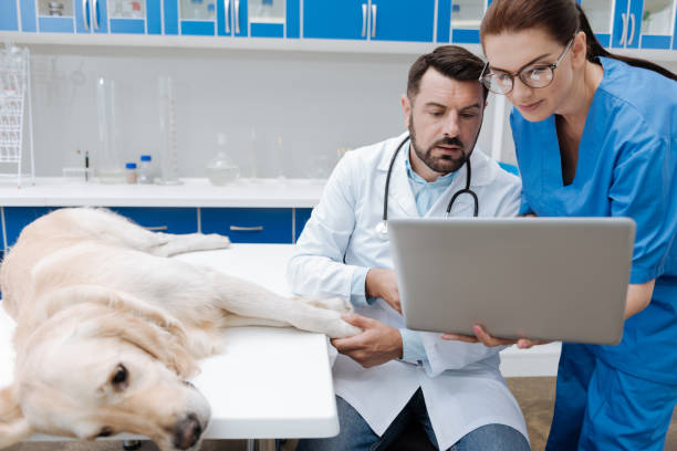 istock Sick Labrador lying on the table in clinic 849952630